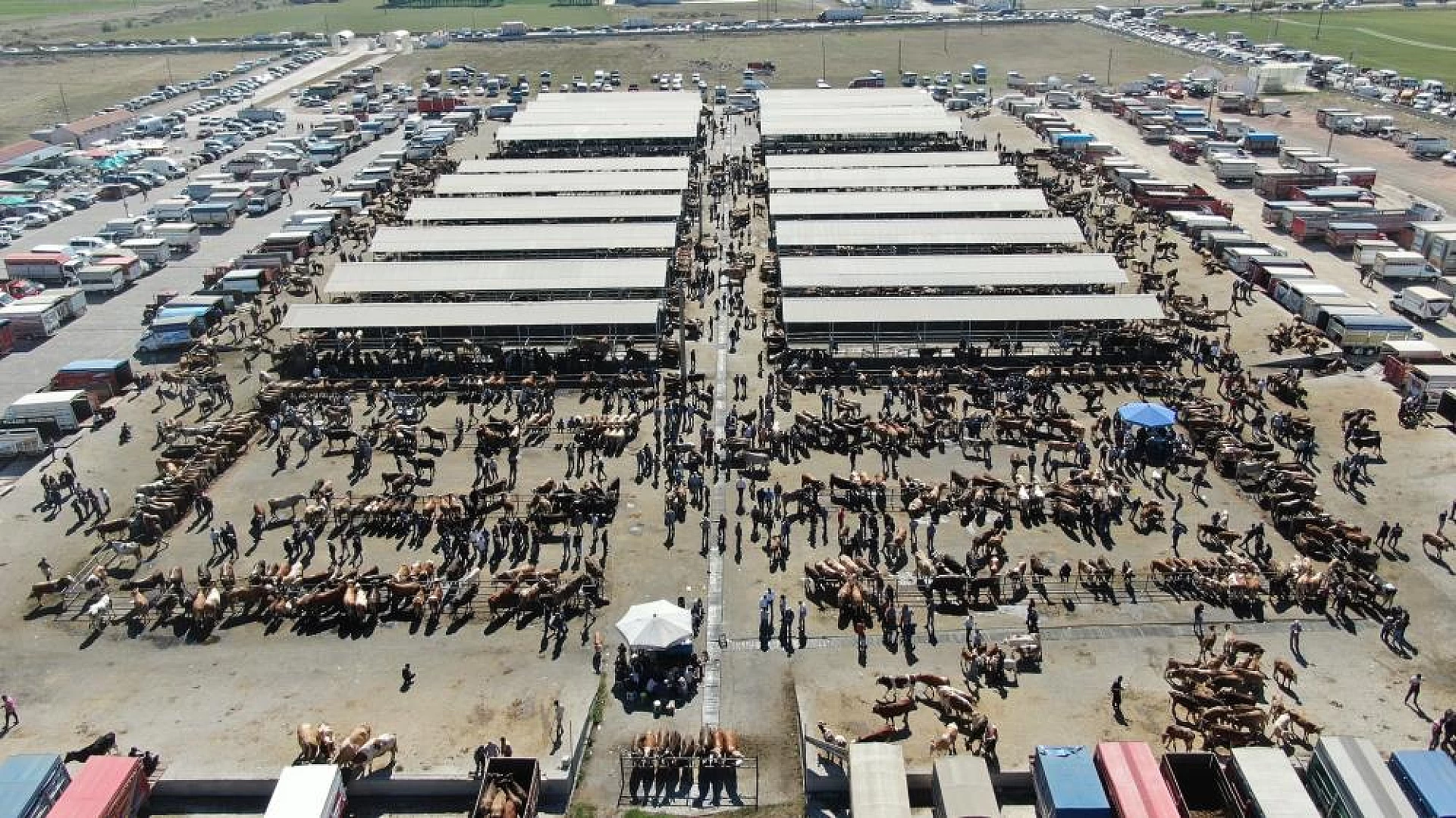 Türkiye'nin en büyük hayvan pazarı tekrar açılıyor
