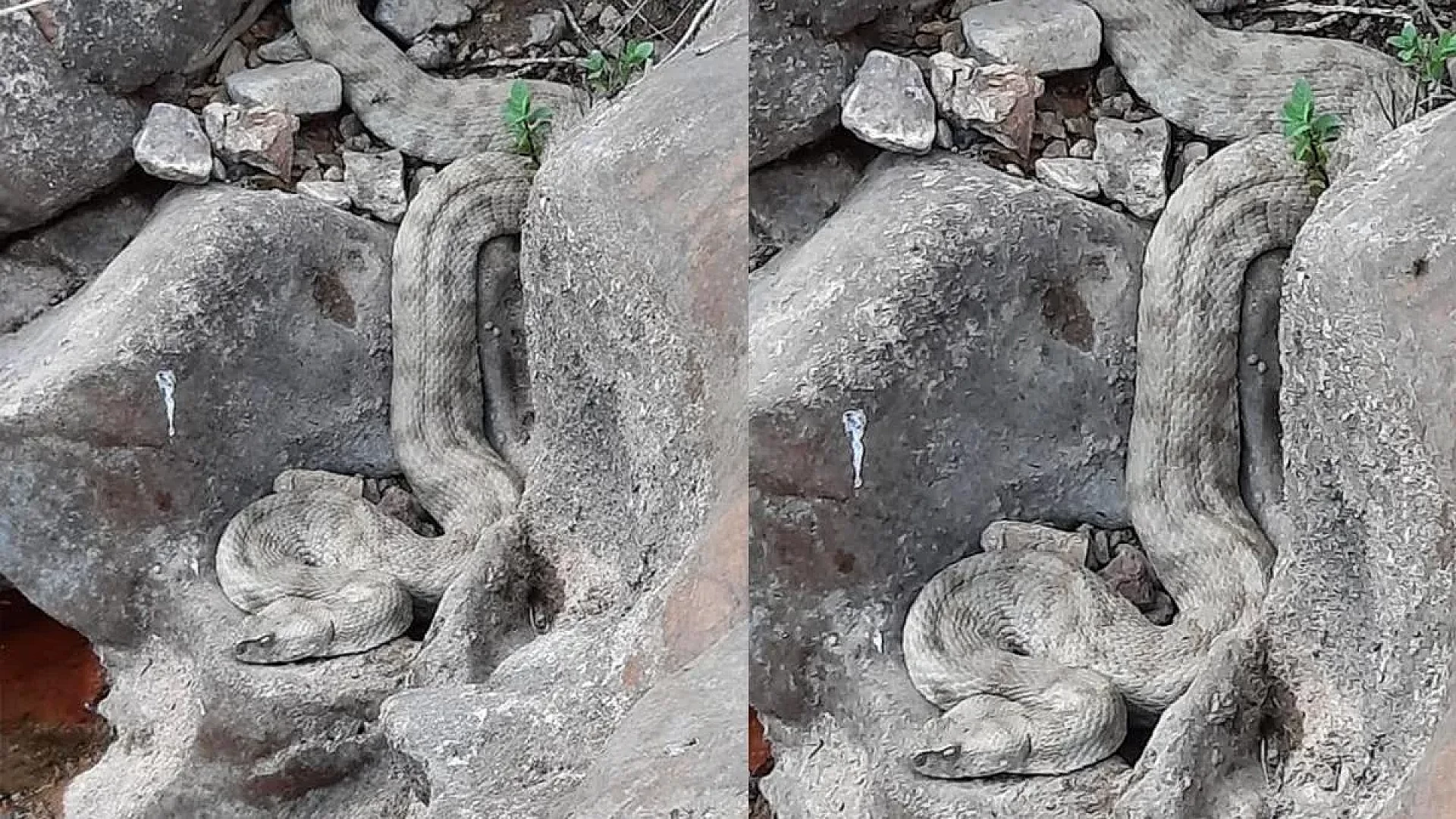 Sivas'ta ortaya çıkan dev yılan