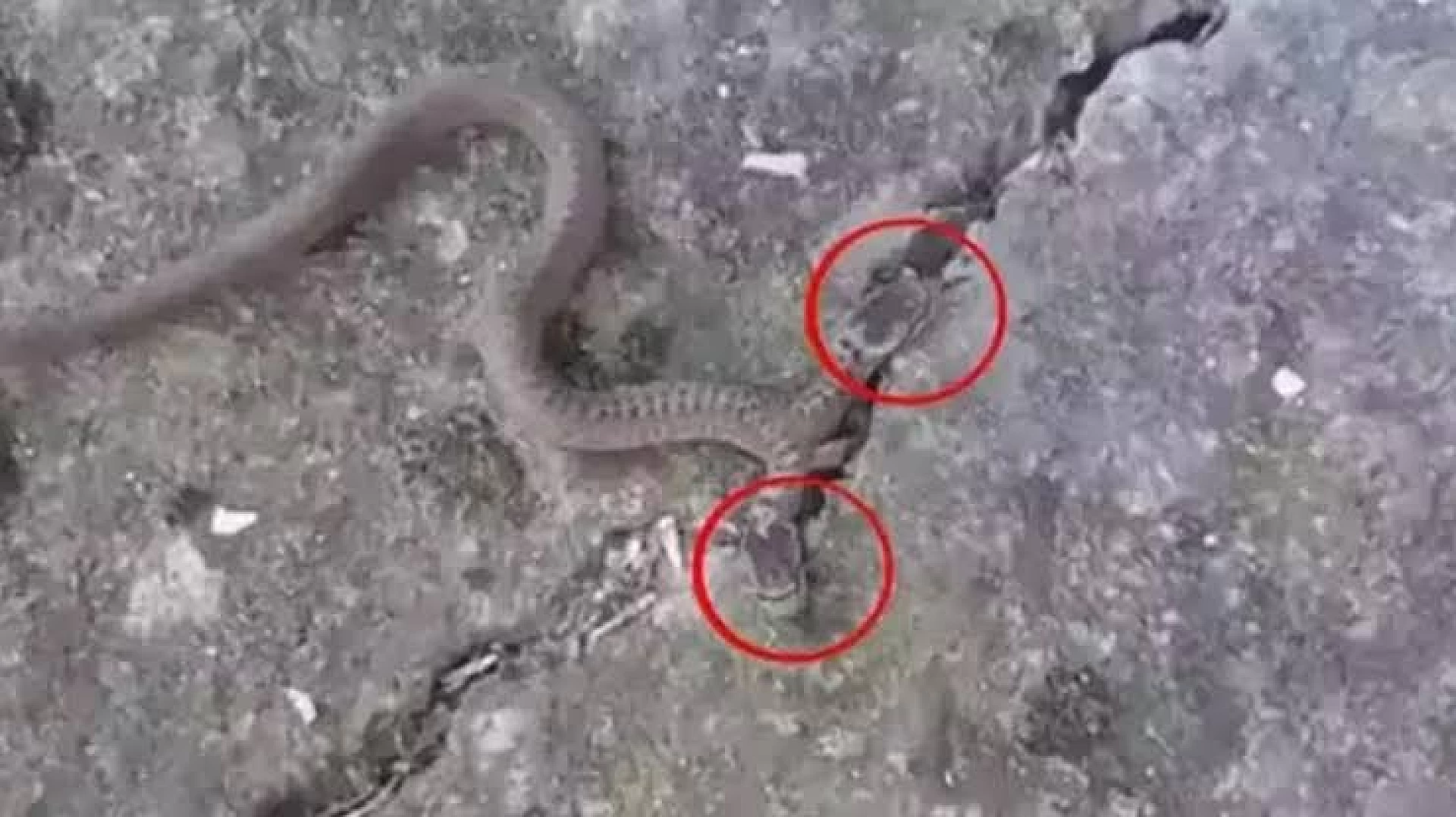 Trabzon'da çift başlı yılan şoku!